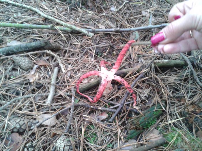 foto k příspěvku  od hawai