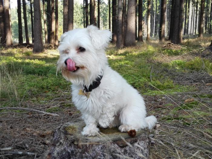 foto k příspěvku  od Luboš1