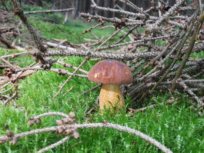 foto k příspěvku  od Luboš1