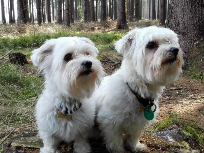 foto k příspěvku  od Luboš1